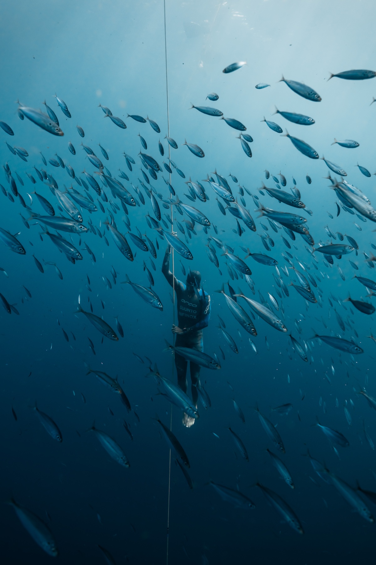 A freediver moving through a shoal of fish