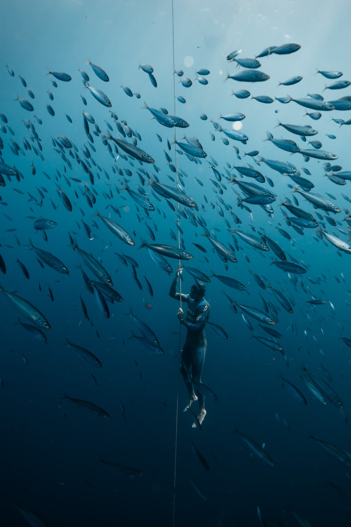 A freediver descending the competition line through a dense school of fish in deep blue water at Vertical Blue